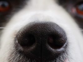 olfatto dei cani e prevenzione tumori