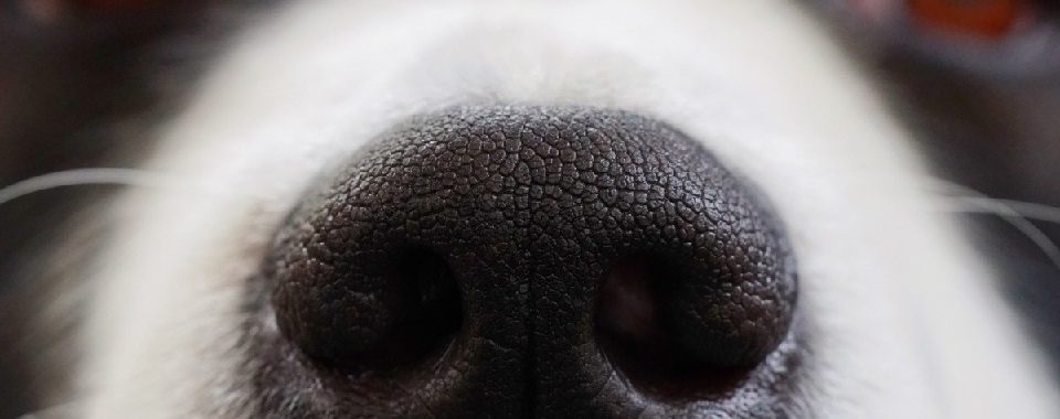 olfatto dei cani e prevenzione tumori